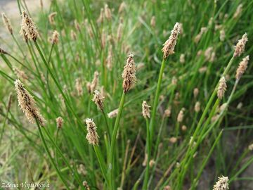 Fotogalerie: Bahnika mokadn - Eleocharis palustris (L.) Roem. et Schult.