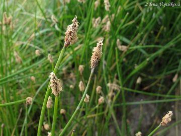 Bahnika mokadn - Eleocharis palustris (L.) Roem. et Schult.