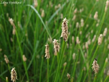 Bahnika mokadn - Eleocharis palustris (L.) Roem. et Schult.