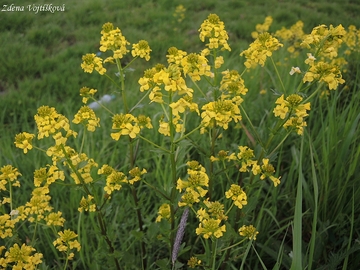 Fotogalerie: Barborka obecn - Barbarea vulgaris R. Br.