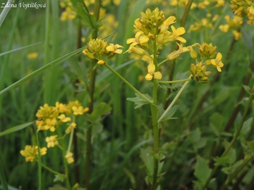 Barborka obecn - Barbarea vulgaris R. Br.