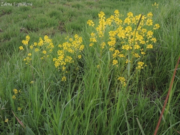 Barborka obecn - Barbarea vulgaris R. Br.