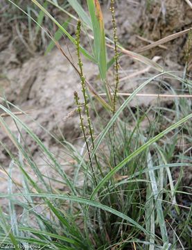 Fotogalerie: Baika bahenn - Triglochin palustris L.