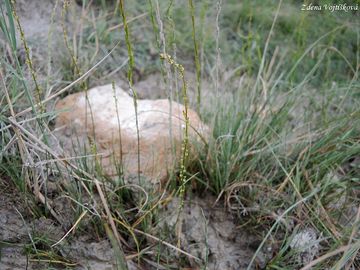 Baika bahenn - Triglochin palustris L.