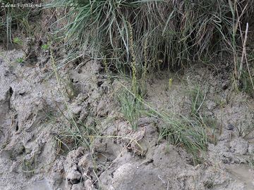 Baika bahenn - Triglochin palustris L.