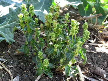 Baanka ron - Mercurialis annua L.