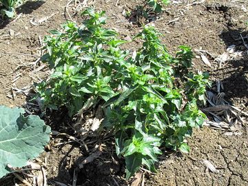 Baanka ron - Mercurialis annua L.