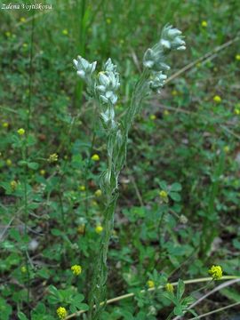 Blolist roln - Filago arvensis L.