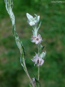 Blolist roln - Filago arvensis L.