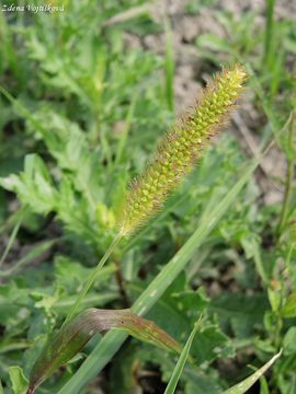 Fotogalerie: Br siv - Setaria pumila (Poir.) Roem. et Schult.