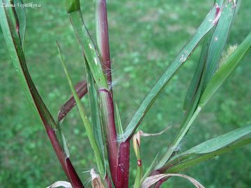 Br siv - Setaria pumila (Poir.) Roem. et Schult.