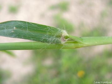 Br siv - Setaria pumila (Poir.) Roem. et Schult.