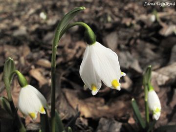 Fotogalerie: Bledule jarn - Leucojum vernum L. subsp. vernum