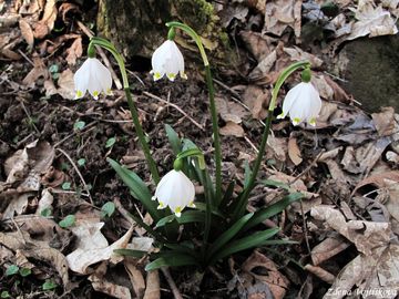 Bledule jarn - Leucojum vernum L. subsp. vernum