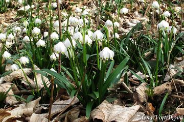 Bledule jarn - Leucojum vernum L. subsp. vernum