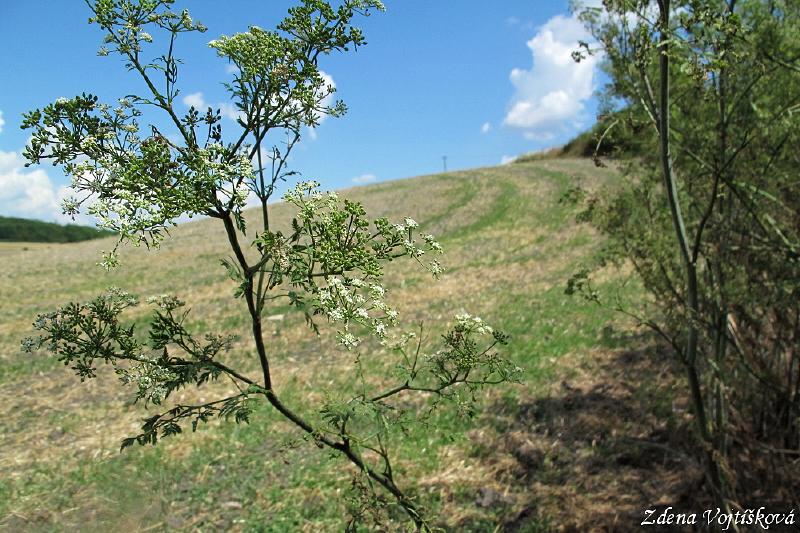 Bolehlav plamat_04