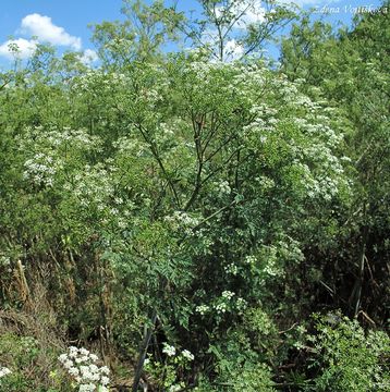 Fotogalerie: Bolehlav plamat - Conium maculatum L.