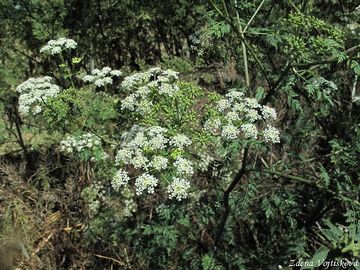 Bolehlav plamat - Conium maculatum L.