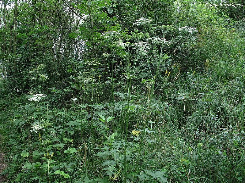 Bolevnk obecn_05