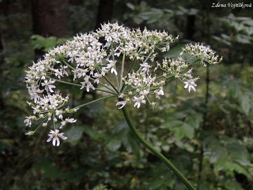 Fotogalerie: Bolevnk obecn - Heracleum sphondylium L.