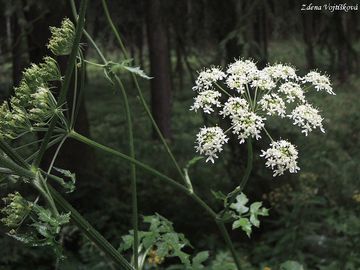 Bolevnk obecn - Heracleum sphondylium L.