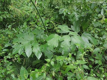 Bolevnk obecn - Heracleum sphondylium L.