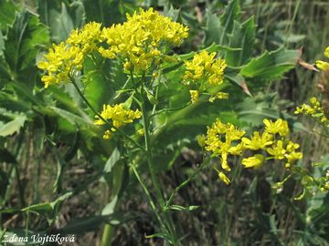 Fotogalerie: Boryt barvsk - Isatis tinctoria L.