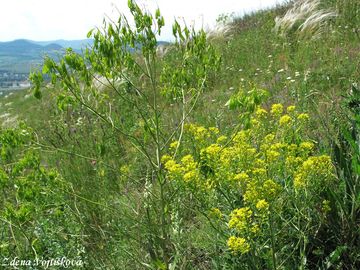 Boryt barvsk - Isatis tinctoria L.