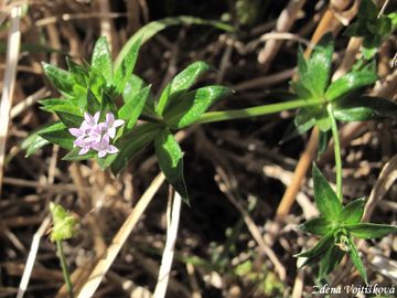 Fotogalerie: Braka roln - Sherardia arvensis L.