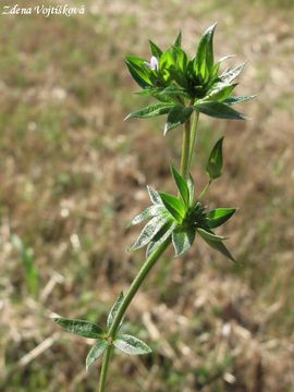 Braka roln - Sherardia arvensis L.