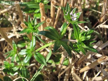Braka roln - Sherardia arvensis L.
