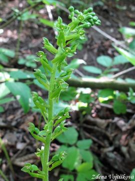 Bradek vejit - Listera ovata (L.) R.Br.