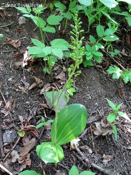 Bradek vejit - Listera ovata (L.) R.Br.