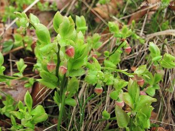 Fotogalerie: Brusnice borvka - Vaccinium myrtillus L.