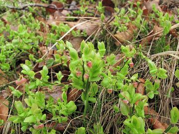 Brusnice borvka - Vaccinium myrtillus L.
