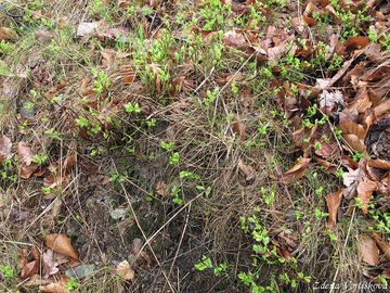 Brusnice borvka - Vaccinium myrtillus L.
