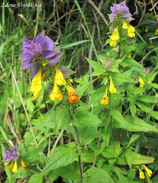 Fotogalerie: ern hajn - Melampyrum nemorosum L.