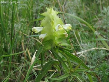 Fotogalerie: ern hebenit - Melampyrum cristatum L.