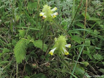 ern hebenit - Melampyrum cristatum L.