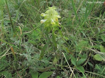 ern hebenit - Melampyrum cristatum L.