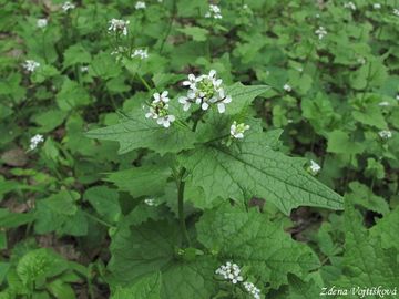 esnek lkask - Alliaria petiolata (M.Bieb.) Cavara et Grande