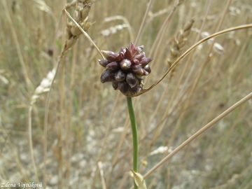 Fotogalerie: esnek plan - Allium oleraceum L.