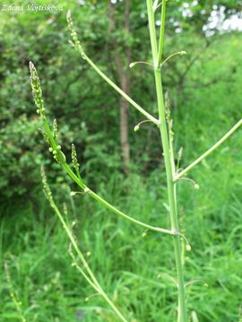 Fotogalerie: Chest lkask - Asparagus officinalis L.
