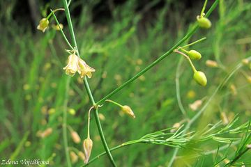 Chest lkask - Asparagus officinalis L.