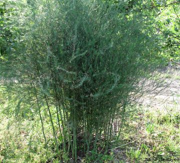 Chest lkask - Asparagus officinalis L.