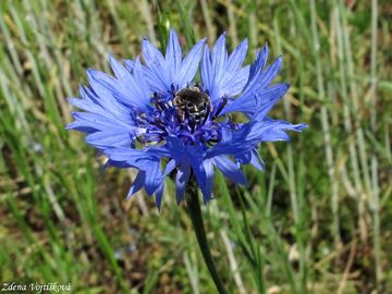Fotogalerie: Chrpa modr - Centaurea cyanus L.