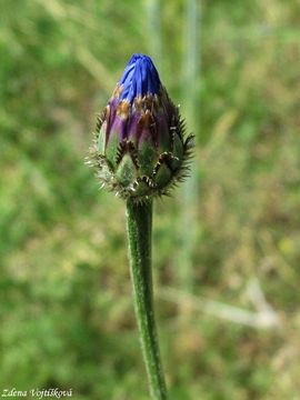 Chrpa modr - Centaurea cyanus L.