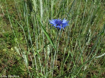 Chrpa modr - Centaurea cyanus L.