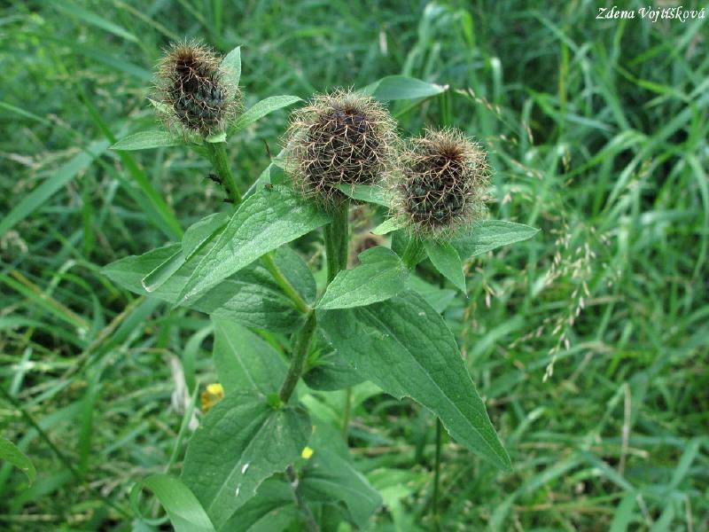 Chrpa parukka_04