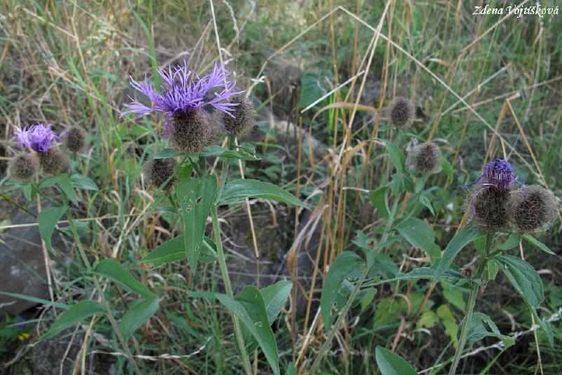 Chrpa parukka_05